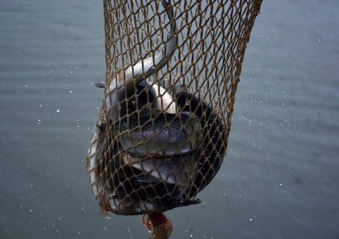 Invita Economía a la final del Circuito Estatal de Pesca