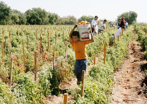 En Chihuahua se prohibe el trabajo agrícola a menores de edad