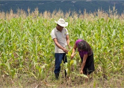 Chiapas con abasto garantizado y continúo de maíz; DICONSA