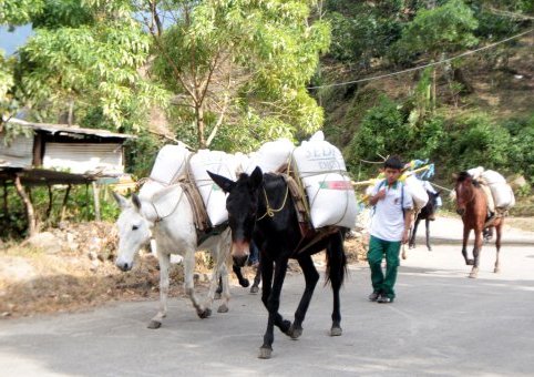 Entregan mulas de carga en municipios chiapanecos
