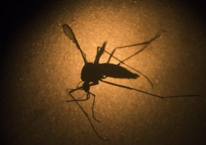  No hay casos ni evidencias de posibles contagios de Zika en Chihuahua