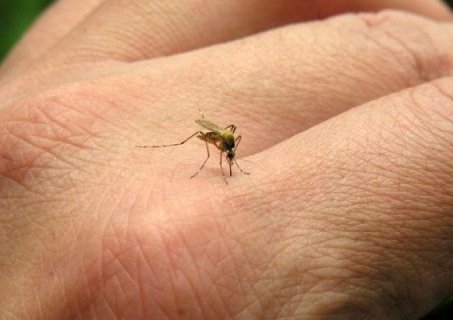 Pide IMSS a la ciudadanía informarse sobre el virus del zika