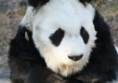 La panda más longeva de Japón muere a la edad de 28 años