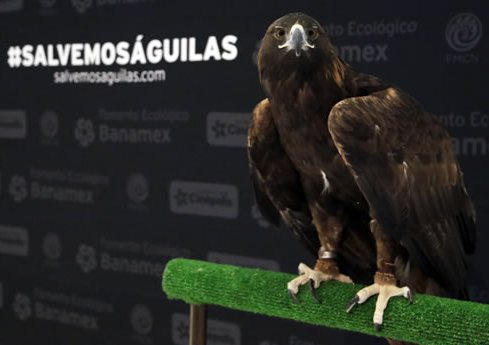 Banamex busca conservar el Águila Real en Chihuahua